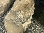 Lot: Assorted, Unprepared Trilobites From Morocco #186476-12